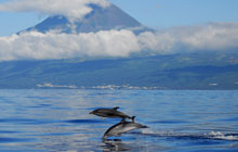 Pico Mountain whale watching